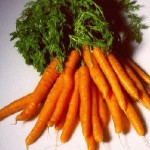 carrot