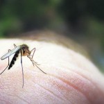 mosquito
