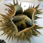 datura
