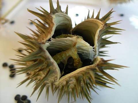 datura