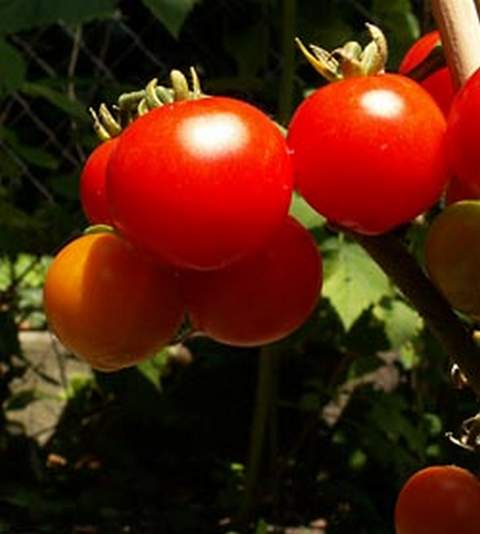 03tomato