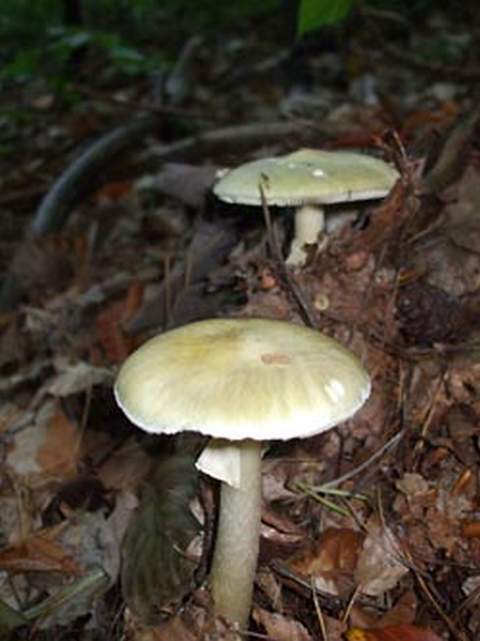 04mushroom