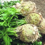 phytotherapy