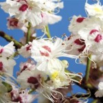 06flower