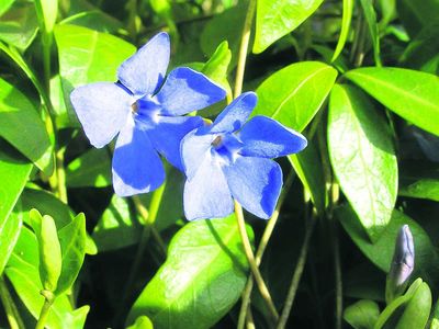 01flower