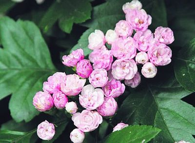 02flower