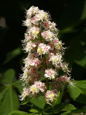 03flower