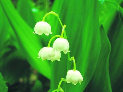04flowers