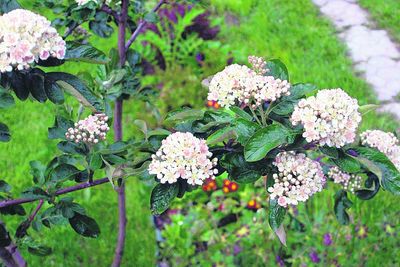 05flower