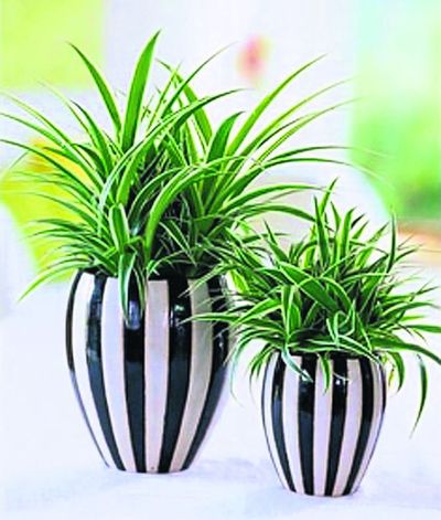 02plant