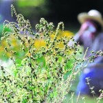 allergy