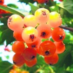 05berry