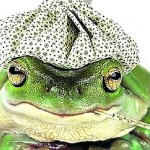 frog