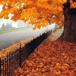 autumn