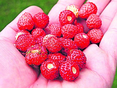wild strawberry